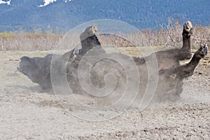 Wood Bison rolling in dirt