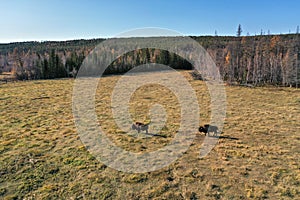 Wood Bisons Grazing in the field in autumn in the Ust-Buotama nursery in Lena Pillars Nature Park, Sakha Republic, Yakutia, Russia