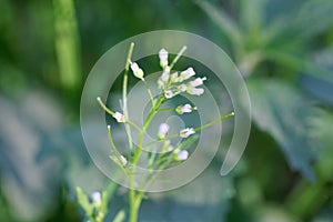 Wood bitter cress, Cardamine flexuosa