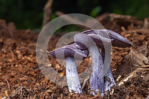 Wood Blewit Lepista nuda edible blue mushroom in a forest