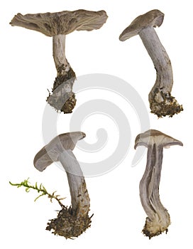 Wood blewit, Lepista nuda isolated photo