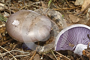 Wood Blewit photo