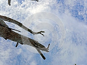 Wood with blue sky background