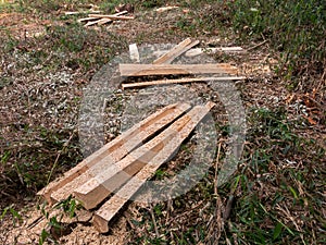 Wood board pile cut tree eucaliptus deforestation