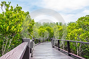 Wood boardwalk between Mangrove forest and blue sky ,Study natural trails,aerial view