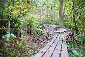 wood boadwalk in the Medway Heritage Forest photo