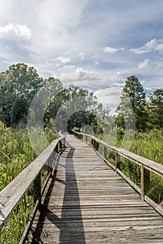 Wood Boardwalk Through Swamp