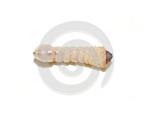 Wood borer larva cerambycidae on white background