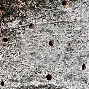 Wood boring insects, tree damage, with ants.