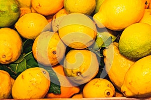 Wood box filled with freshly picked, ripe, lemons