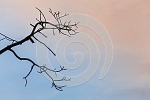 Wood branches and blue sky background