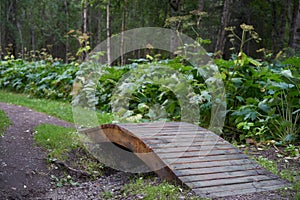 Wood Bridge In Alaskan Forest