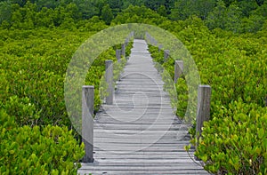 Wood bridge along mangrove forest