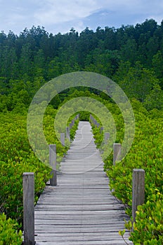 Wood bridge along mangrove forest