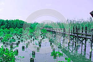 Wood bridge along the Mangrove forest.