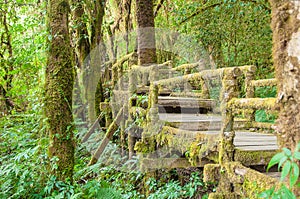 Wood bridge covered with lush green moss at Doi Inthanon Thail