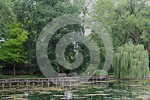 A wood bridge crossing a lake, surrounded by a grove of trees, in Janesville, Wisconsin