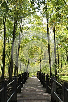 A wood bridge leading into a sunny grove of trees at Petrifying Springs Park in Kenosha, Wisconsin