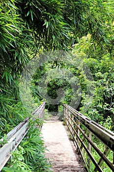 A wood bridge leading to a bamboo rainforest on the Pipiwai Trail in Haleakala National Park, Maui