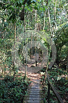 Madera puente jefe sobre el acera en Amazonas selva en, 