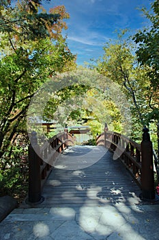 A wood bridge lined by Birch, Evergreen and Maple trees with fall foliage at Anderson Japanese Gardens