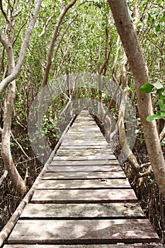 Wood bridge in mangrove forest, middle of Thailand