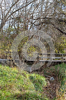 A wood bridge in the woods