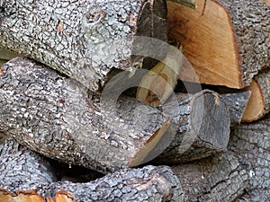 Wood photo