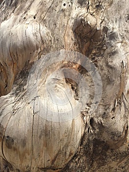 Wood burl