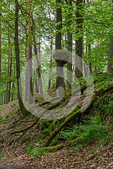 Wood burl on an oak tree in a forest