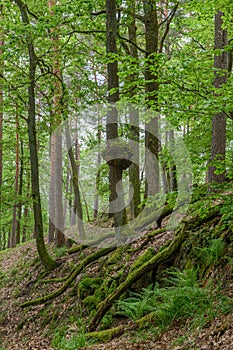 Wood burl on an oak tree in a forest