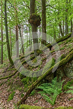 Wood burl on an oak tree in a forest