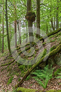 Wood burl on an oak tree in a forest