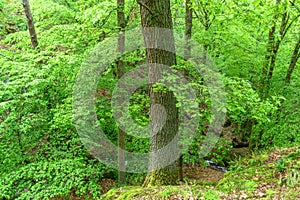 Wood burl on an oak tree in a forest