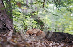 The Wood Cauliflower (Sparissis crispa) is an edible mushroom