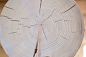 Wood cedar circle texture slice background