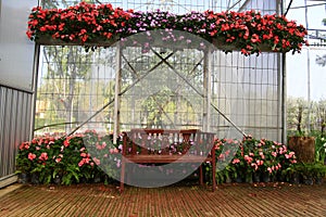 Wood chair in greenhouse