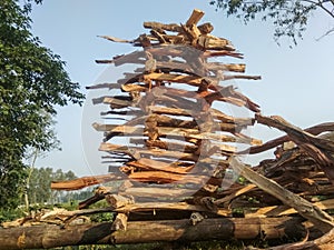 Wood chalk or broken wood, rows for sunlight drying