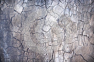 Wood charcoal abstract background or burnt tree trunk texture with  cracked patterns