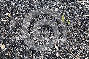 Wood charcoal with growing grass in a background composition