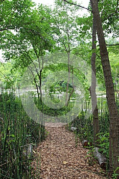 A wood chip trail through a grove of Horsetail Plants and trees leading to a lake in Janesville, Wisconsin