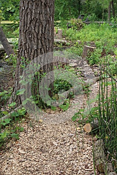 A wood chip trail through a wooded area in Janesville, Wisconsin, in the summetime