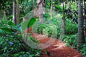 Wood-chipped path in tropical rain forest