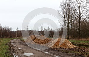 Wood chips in nature, early in the morning