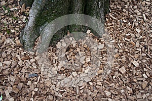 Wood chunks near the tree