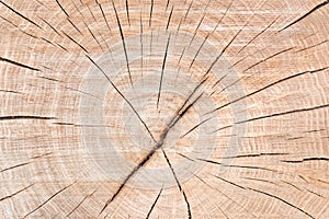 Wood Circle