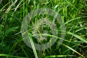 Wood club-rush Scirpus sylvaticus foliage in a wet meadow in July