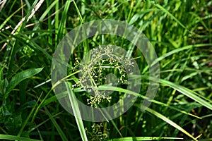 Wood club-rush Scirpus sylvaticus foliage in a wet meadow in July