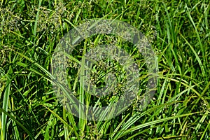 Wood club-rush Scirpus sylvaticus foliage in a wet meadow in July