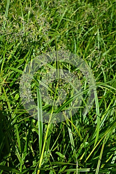 Wood club-rush Scirpus sylvaticus foliage in a wet meadow in July